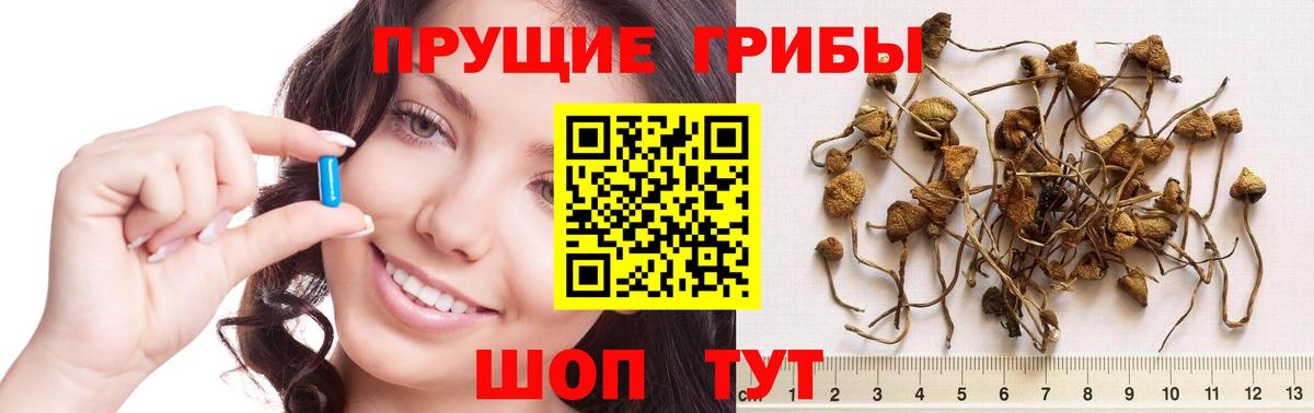 где продают   Галлюциногенные грибы Psilocybe  Вход с VPN  Ипатово 